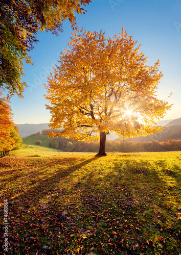 Fototapete - beautiful autumn trees