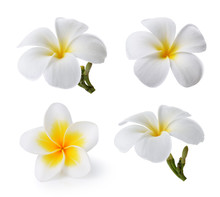 Tropical Flowers Frangipani (plumeria) Isolated On White Backgro