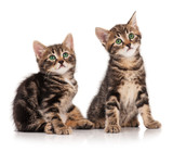 Fototapeta Koty - Cute kittens