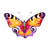 Fototapeta Motyle - butterfly342