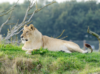 Wall Mural - Lioness