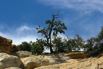 Desert Tree