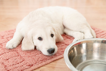 Wall Mural - golden retriever puppy