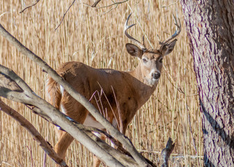 Canvas Print - Whitetail Deer Buck