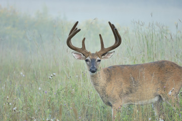 Poster - Whitetail Deer Buck In Velvet