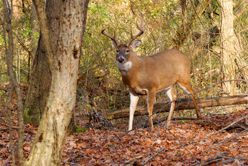 Poster - Whitetail Deer Buck