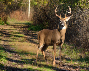 Sticker - Whitetail Deer Buck