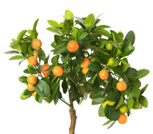 Tangerine Tree Isolated On The White Background