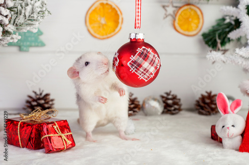 Decorative Rat On A Background Of Christmas Decorations Buy This