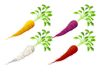 Wall Mural - Carrots