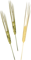 Poster - set of three barley ears isolated on white