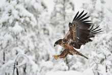 Eagle Flying With Winter Background