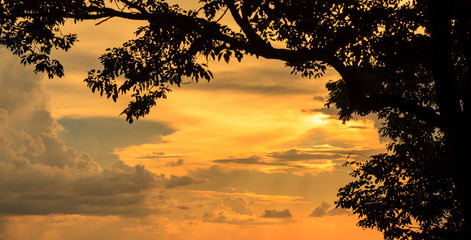 Wall Mural - silhouette of tree with sunset sky