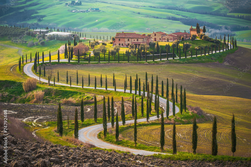 Sunny fields in Tuscany, Italy - obrazy, fototapety, plakaty 