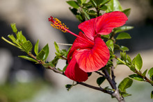 Close Up View Of A Beautiful Red Hibiscus Flower.