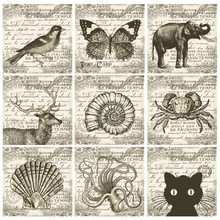 Animal Collage Collection