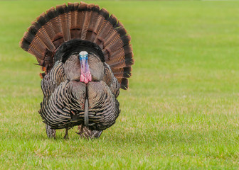 Wall Mural - Wild Turkey