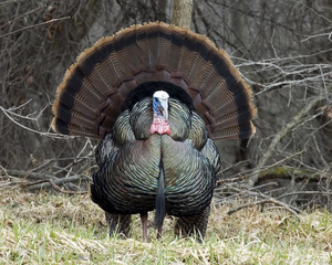 Wall Mural - Wild Turkey