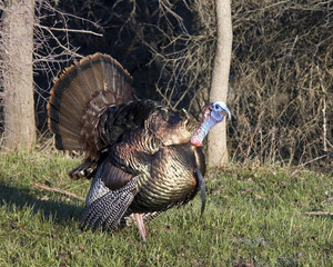 Wall Mural - Wild Turkey