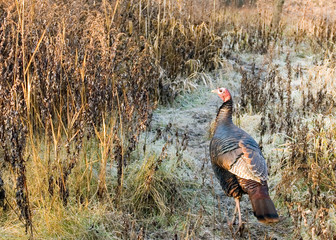 Wall Mural - Wild Turkey (Meleagris gallopavo)