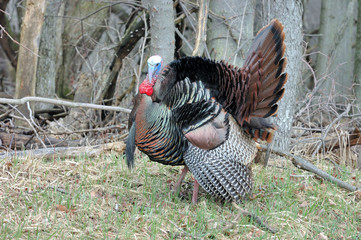 Wall Mural - Wild Turkey (Meleagris gallopavo)