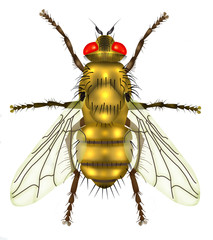 Poster - yellow fly white background