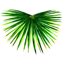 Single Green Palm Leaf Isolated