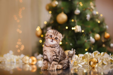 Wall Mural - British kitten, Christmas and New Year