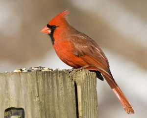 Sticker - Cardinal (Cardinalis cardinalis)