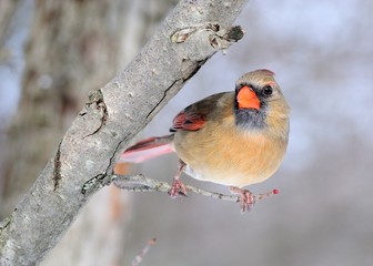 Wall Mural - Female Cardinal