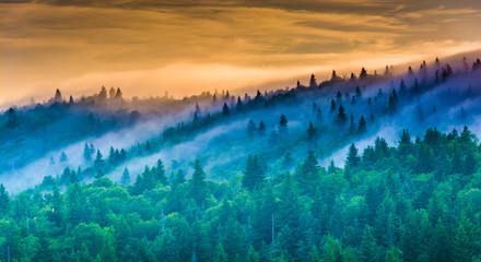 Wall Mural - Fog over pine trees at sunrise, seen from Devil's Courthouse, ne