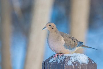 Sticker - Mourning Dove