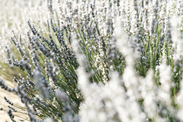  White lavender flowers
