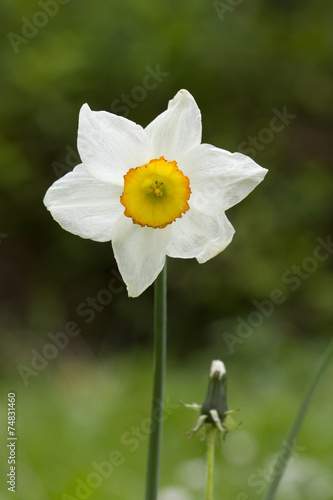 Jonquille Narcisse Fleur Printemps Stock Photo Adobe Stock