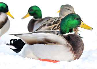 Wall Mural - Mallard Duck