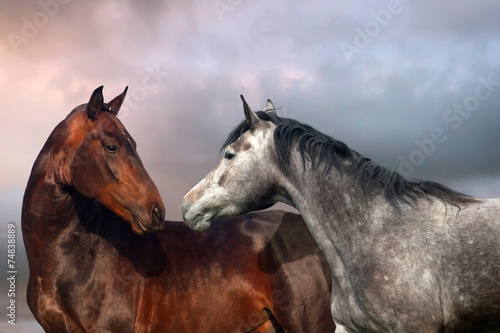 Plakat na zamówienie Beautiful black and grey colour horse couple in love.