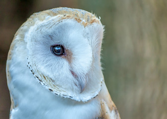 Wall Mural - Barn Owl