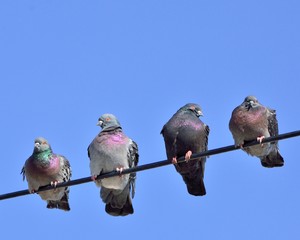 Wall Mural - Birds On A Wire