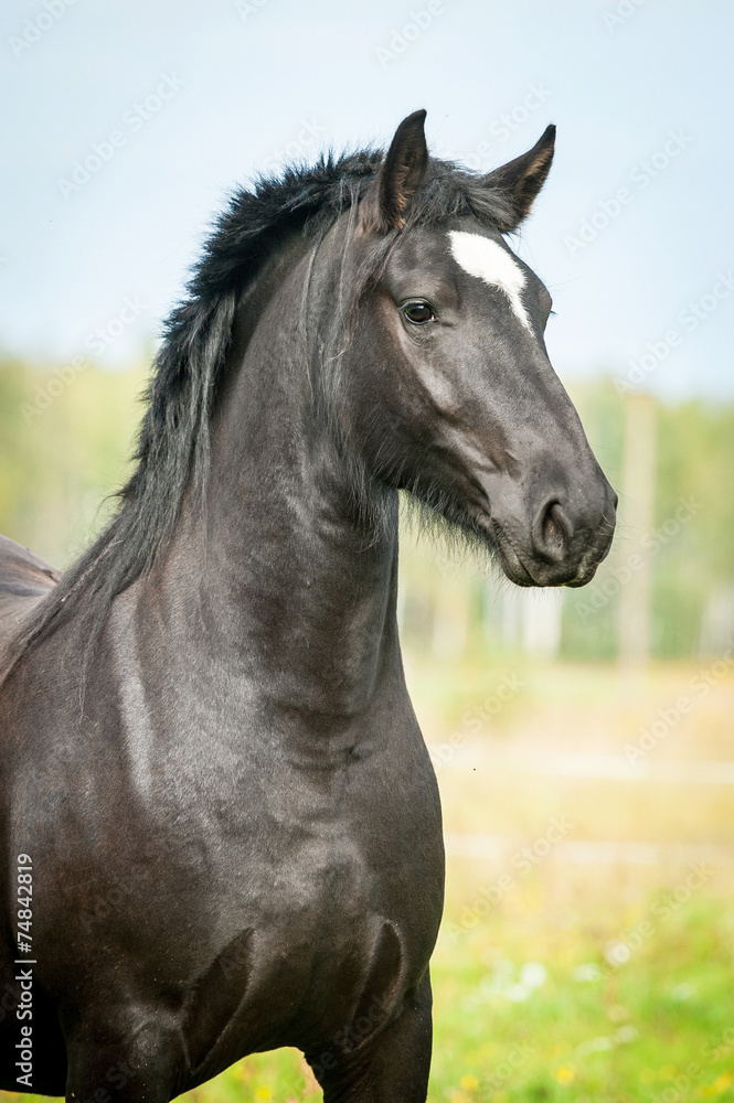 Portrait of beautiful black horse - obrazy, fototapety, plakaty 