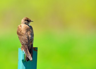 Sticker - Barn Swallow