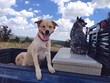 Two Dogs Riding in the Back of Pickup Truck