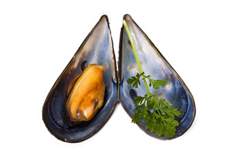 Poster - mussels isolated on white background