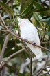 Kakadusa - Nacktaugenkakadus in Busselton - Australien