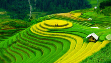 Rice Fields On Terraces In Vietnam