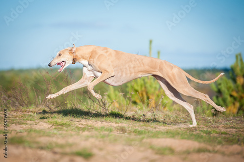 Fotografía Greyhound dog running in autumn