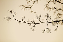 Black Tree Branches Against The Sky Sepia