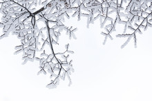 Snow-covered Branches Pattern On A White Background