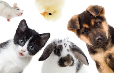 Poster - Puppy and kitten and rabbit and bird and rat