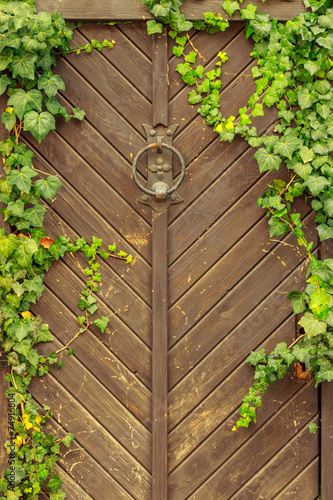 Naklejka na drzwi green plant on wooden background