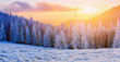 © standret - winter landscape trees in frost